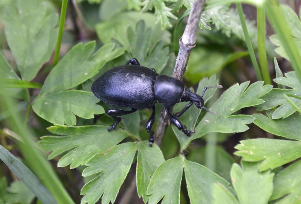 curculionide da identificare - Liparus dirus